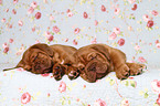 Dogue de Bordeaux Puppies