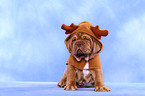 Dogue de Bordeaux Puppy