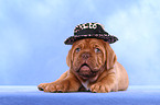 Dogue de Bordeaux Puppy