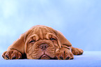 Dogue de Bordeaux Puppy