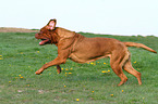 running Bordeauxdog