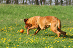 playing Bordeauxdog