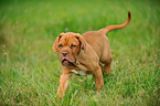 Dogue de Bordeaux Puppy