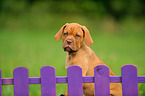 Dogue de Bordeaux Puppy