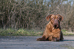 lying Dogue de Bordeaux