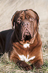 lying Dogue de Bordeaux