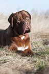 lying Dogue de Bordeaux