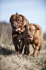 2 Dogue de Bordeaux