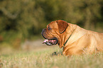 lying Dogue de Bordeaux