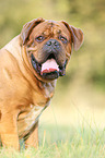 sitting Dogue de Bordeaux