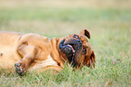 lying Dogue de Bordeaux