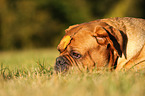 Dogue de Bordeaux