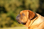 Dogue de Bordeaux Portrait