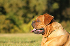 Dogue de Bordeaux Portrait