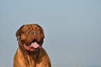 Dogue de Bordeaux Portrait