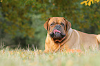 lying Dogue de Bordeaux