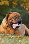 lying Dogue de Bordeaux