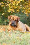 lying Dogue de Bordeaux