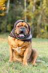 sitting Dogue de Bordeaux