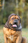 Dogue de Bordeaux Portrait