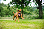 running Dogue de Bordeaux