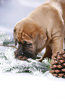 Dogue de Bordeaux Puppy