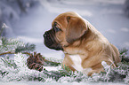 Dogue de Bordeaux Puppy