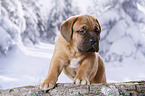 Dogue de Bordeaux Puppy