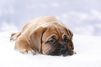Dogue de Bordeaux Puppy