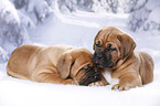 2 Dogue de Bordeaux Puppies