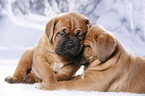 2 Dogue de Bordeaux Puppies