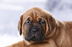 Dogue de Bordeaux Puppy