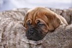 Dogue de Bordeaux Puppy