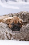 Dogue de Bordeaux Puppy