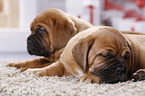 2 Dogue de Bordeaux Puppies