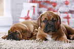 2 Dogue de Bordeaux Puppies