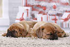 2 Dogue de Bordeaux Puppies