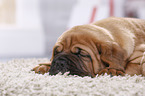 Dogue de Bordeaux Puppy