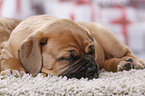 Dogue de Bordeaux Puppy