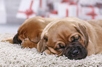 2 Dogue de Bordeaux Puppies