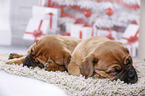 2 Dogue de Bordeaux Puppies