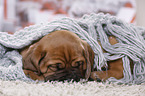 Dogue de Bordeaux Puppy