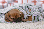 Dogue de Bordeaux Puppy