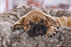 Dogue de Bordeaux Puppy