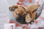 Dogue de Bordeaux Puppy