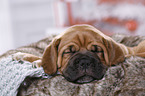 Dogue de Bordeaux Puppy