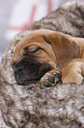 Dogue de Bordeaux Puppy