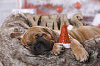 Dogue de Bordeaux Puppy