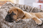 Dogue de Bordeaux Puppy