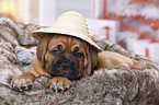 Dogue de Bordeaux Puppy